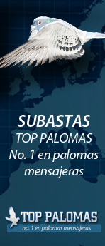 Top Palomas nº 1 en palomas mensajeras