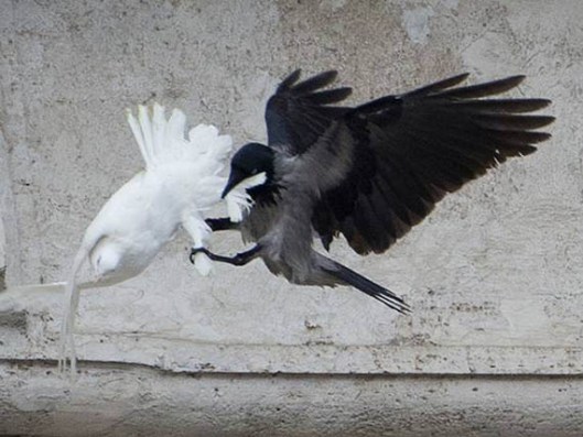 Enemigos de las palomas