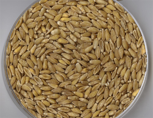 Tritordeum